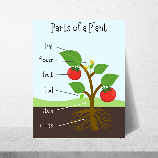 Parts Of A Plant Poster